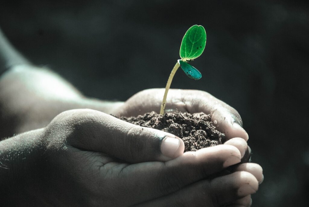 10 Importance of Planting Trees