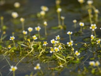 Water Garden, Aquatic Plants,