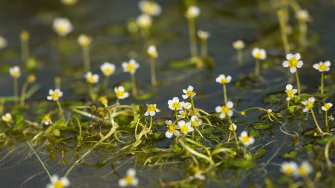 10 Examples Aquatic Plants to Brighten Your Water Garden Water Garden, Aquatic Plants,